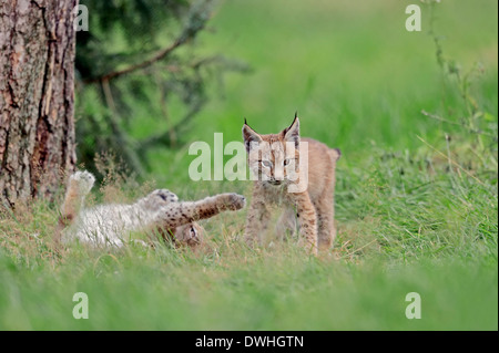 Le Lynx eurasien (Lynx lynx), d'oursons Banque D'Images