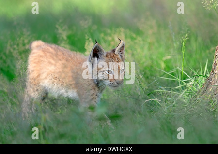 Le Lynx eurasien (Lynx lynx), Cub Banque D'Images