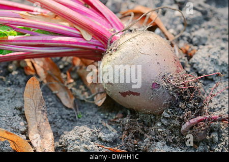 Betterave rouge, betterave, betterave ou Table Jardin betterave (Beta vulgaris ssp. vulgaris var. conditiva), racine Banque D'Images