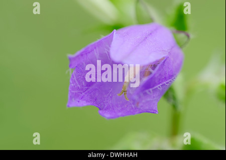 L'ortie-leaved Bellflower (campanula trachelium), Nordrhein-Westfalen, Allemagne Banque D'Images