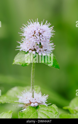 Menthe aquatique (Mentha aquatica Mentha hirsuta), Nordrhein-Westfalen, Allemagne Banque D'Images