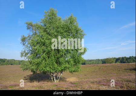 Le bouleau verruqueux (Betula pendula, Betula alba, Betula verrucosa) dans la lande, Westruper Heide, Rhénanie du Nord-Westphalie, Allemagne Banque D'Images