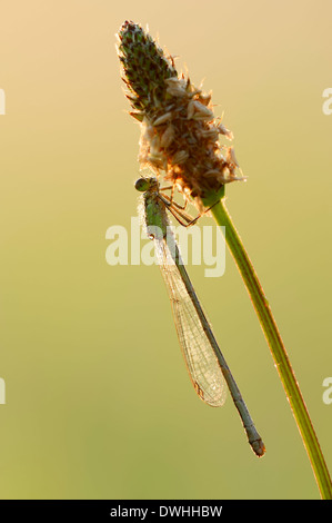 Demoiselle à queue bleu commun, ou d'Ischnura Ischnura elegans (Bluetail commun), femme, Rhénanie du Nord-Westphalie, Allemagne Banque D'Images