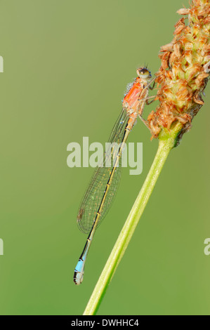 Demoiselle à queue bleu commun, ou d'Ischnura Ischnura elegans (Bluetail commun), femelle, juvénile, Rhénanie du Nord-Westphalie, Allemagne Banque D'Images