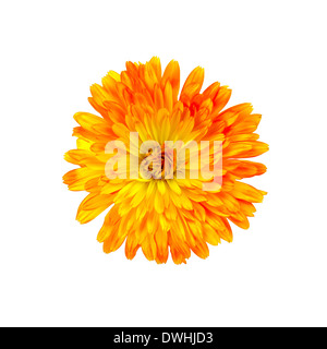 Calendula terry jaune-orange isolé sur fond blanc Banque D'Images