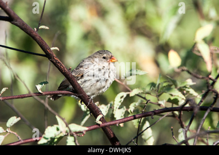 Moyen Ground-Finch Galapagos Banque D'Images