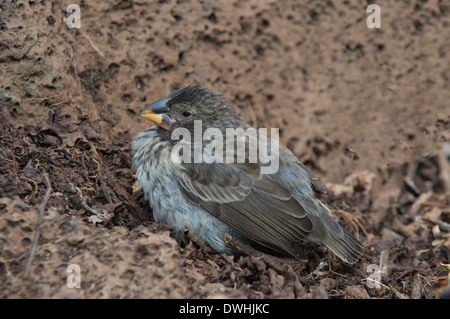 Moyen Ground-Finch Galapagos Banque D'Images