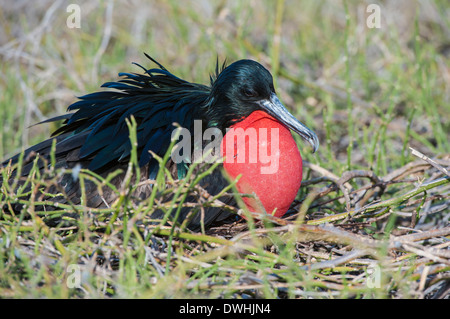 De magnifiques oiseaux Frégate Banque D'Images