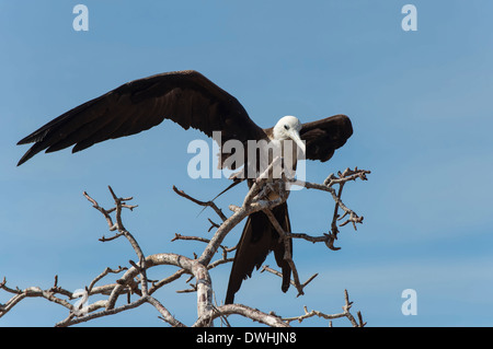 De magnifiques oiseaux Frégate Banque D'Images