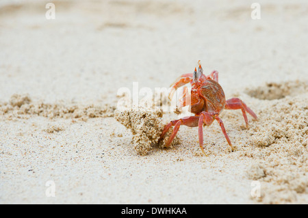 Crabe fantôme Banque D'Images