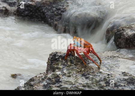 Sally Lightfoot crab Banque D'Images