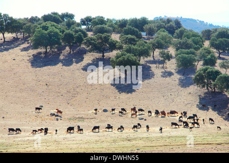 Troupeau de taureaux de race sur de beaux pâturages espagnol Banque D'Images