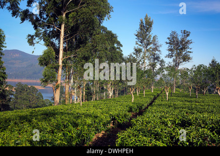 Soleil du matin brille à travers les arbres en plantation de thé près de Maskeliya dans les hautes terres du Sri Lanka Banque D'Images