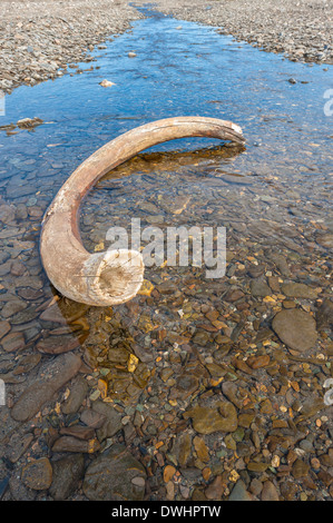 Mammoth Tusk - Village de l'île Wrangel, douteux Banque D'Images