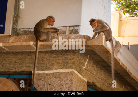 L'Afrique du Sud de l'Inde , Tamil Nadu , Karakaikudi Chettinad jardins du temple - macaque rhésus Macaca mulatta - mur de singes sur deux 2 Banque D'Images