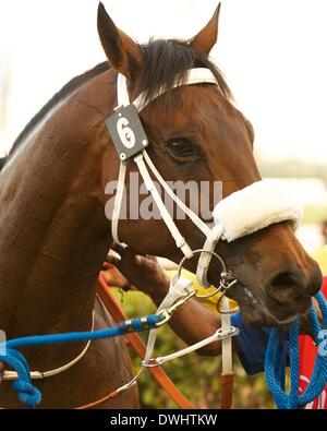 Dubaï, Émirats arabes unis. 8 mars, 2014. Le karité karité 6 ans hongre Bay remporte le sprint de Meydan durant la 10e réunion de la Dubai World Cup Carnival Crédit : Tom Morgan/Alamy Live News Banque D'Images