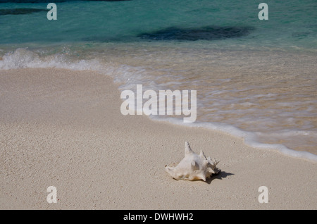 Le Belize, la mer des Caraïbes, district de Belize. Goff Caye populaires, barrière de corail de l'île. Banque D'Images