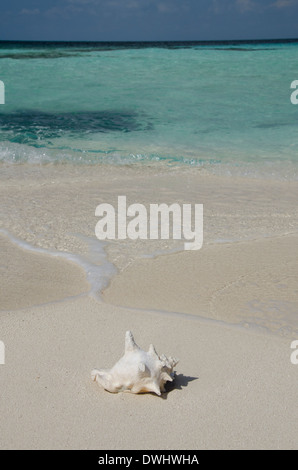 Le Belize, la mer des Caraïbes, district de Belize. Goff Caye, populaires de l'île Barrière de Corail près de la côte de Belize City. Banque D'Images