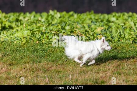 Blanc chien Pomeranian running on grass field Banque D'Images