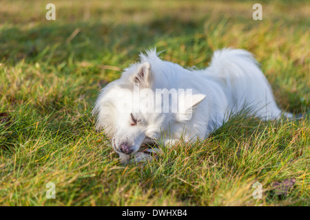 Blanc chien Pomeranian lying on grass field Banque D'Images