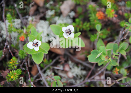 Dwarf Cornel fleurs blanches de Laponie Banque D'Images