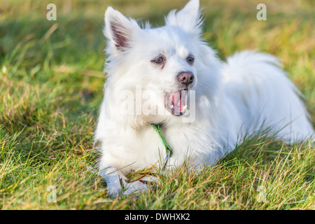 Oscitant blanc chien Pomeranian sur grass field Banque D'Images