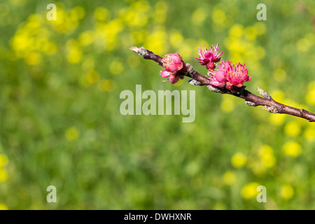 Arbre à fleurs rose sur fond jaune Banque D'Images