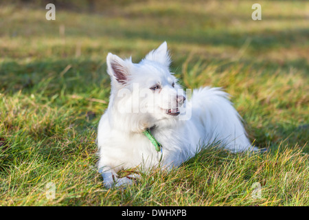 Blanc chien Pomeranian lying on grass field Banque D'Images