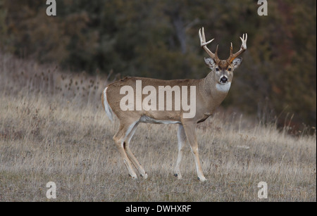 Un cerf de buck dans son premier. Banque D'Images