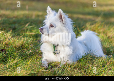 Blanc chien Pomeranian lying on grass field Banque D'Images