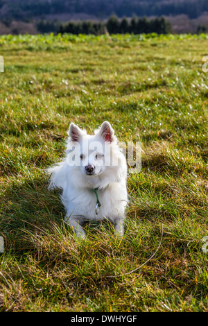 Blanc chien Pomeranian lying on grass field Banque D'Images