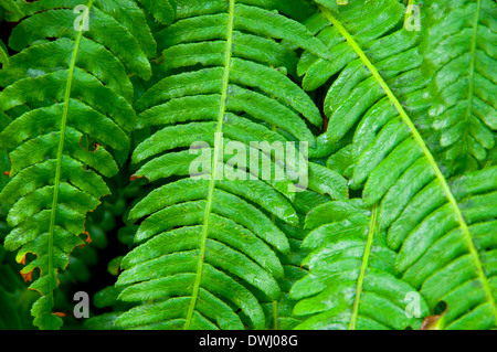 (Blechnum Blechnum spicant) le long du sentier de la dérive Creek Falls, forêt nationale de Siuslaw, Oregon Banque D'Images