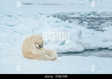 Mère de l'ours blanc, Ursus maritimus, soins infirmiers et lécher Cub, Olgastretet la banquise, Spitzberg, archipel du Svalbard, Norvège Banque D'Images