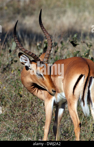 Jeune mâle Impala (Aepyceros melampus melampus) Banque D'Images