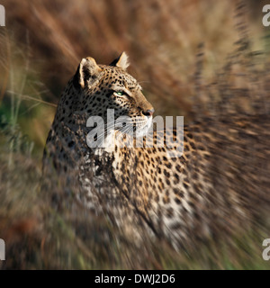 Une femelle adulte Leopard (Panthera pardus) la chasse dans la zone de Savuti du Botswana. Banque D'Images