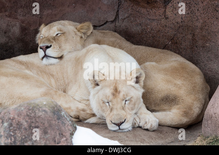 Deux Lions blancs dormir au Zoo de Toronto Banque D'Images