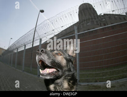 Hambourg, Allemagne. 07Th Mar, 2014. Chien Renifleur de drogue "Faxe" aboie à une clôture de la maison d'arrêt à Hambourg, Allemagne, 07 mars 2014. Les responsables de Hambourg et des chiens renifleurs sont en fonctionnement presque tous les jours à la recherche des téléphones portables, de la drogue ou d'armes dans les prisons. Photo : AXEL HEIMKEN/dpa/Alamy Live News Banque D'Images