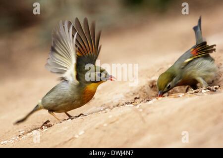 Qingdao, Chine, la province de Shandong. Mar 9, 2014. Deux leithorixes à bec rouge sont vus dans le Zhanshan Temple à Qingdao, province de Shandong en Chine orientale, le 9 mars 2014. © Wang Haibin/Xinhua/Alamy Live News Banque D'Images