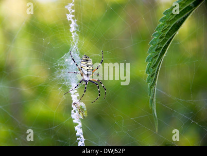 Spider Argiope bruennichi avec les proies de chasse libre Banque D'Images