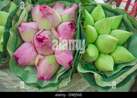 Un bouquet de boutons de Lotus Rose pour offrir, Bangkok, Thaïlande. Banque D'Images