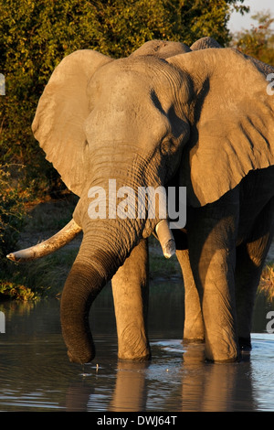 Un éléphant d'Afrique (Loxodonta africana) à un point d'eau dans la région de Savuti Botswana Banque D'Images