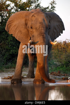 Un éléphant d'Afrique (Loxodonta africana) à un point d'eau dans la région de Savuti Botswana Banque D'Images