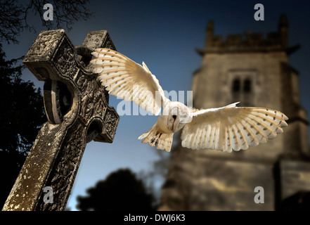 Effraie des clochers (Tyto alba) dans un cimetière dans le Yorkshire du Nord en fin de soirée Banque D'Images