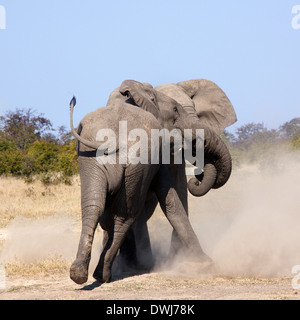 Deux éléphants (Loxodonta africana) combats dans la région de Savuti du Botswana en Afrique australe Banque D'Images