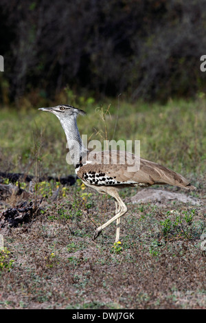 Une outarde Kori (Ardeotis kori) dans le parc national d'Etosha en Namibie Banque D'Images