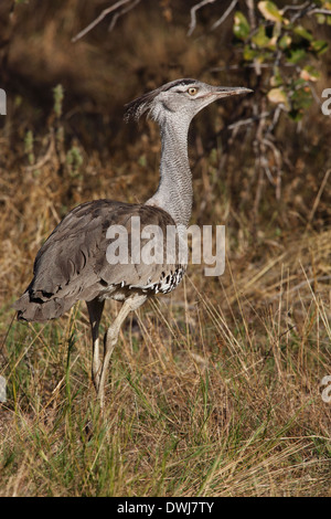 Une outarde Kori (Ardeotis kori) dans le parc national d'Etosha en Namibie Banque D'Images