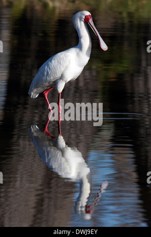 Spatule d'Afrique (Platalea alba) dans le Delta de l'Okavango au Botswana Banque D'Images