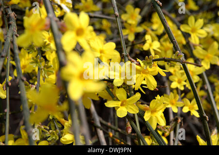 Jinan, Chine, la province de Shandong. 10 Mar, 2014. Les fleurs fleurissent à Huancheng Park à Jinan, capitale de la Chine de l'est la province de Shandong, le 10 mars 2014. Que la température grimpe rapidement dans Jinan, printemps, très bien dans l'air le lundi. © Feng Jie/Xinhua/Alamy Live News Banque D'Images