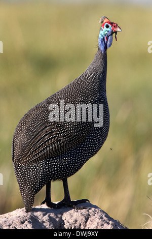 Pintade de Numidie (Numida meleagris) dans le Delta de l'Okavango au Botswana Banque D'Images