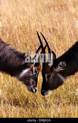 Deux hommes yong (Kobus ellipsiprymnus COBE) dans la région de Xakanixa le Delta de l'Okavango au Botswana Banque D'Images